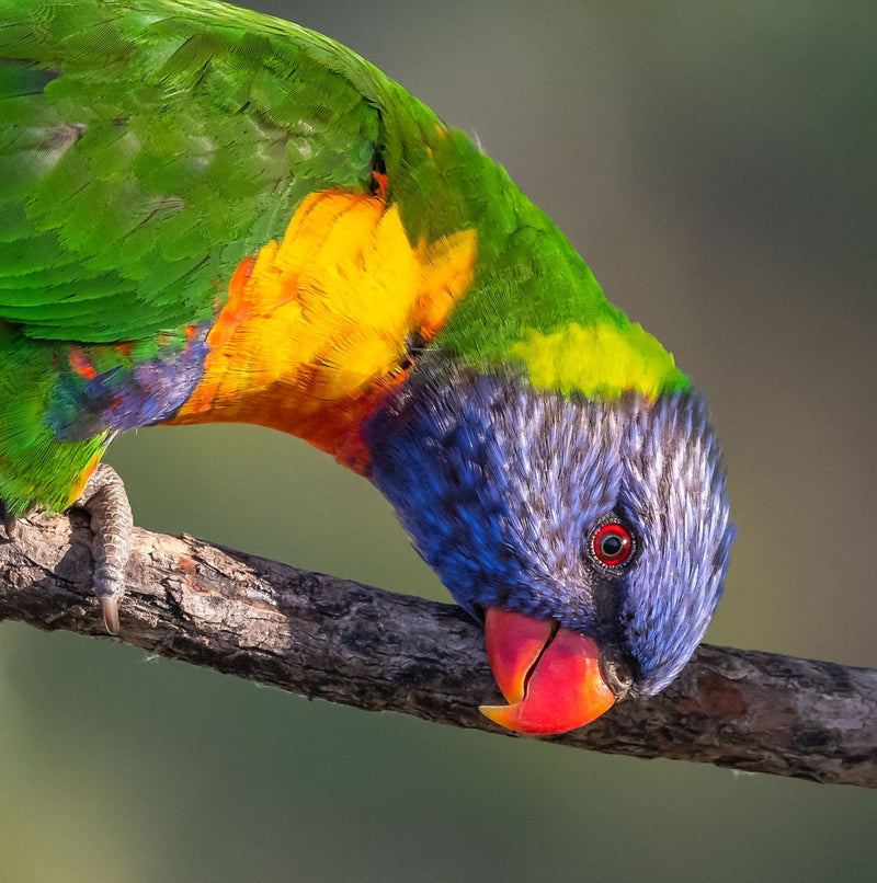 Rainbow Lorikeet (Square)