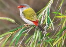 A Quiet Moment (Red-browed Finch) (Landscape) QPuzzles