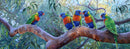 Angophora Gossip Rainbow Lorikeets (Panorama) QPuzzles