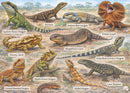 Asutralian Lizards (Landscape)