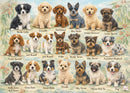 Australian Puppies (Landscape)