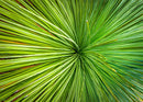 Aussie Grass Tree (Landscape) QPuzzles