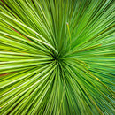 Aussie Grass Tree (Square) QPuzzles