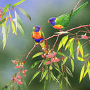Australian Eden - Rainbow Lorikeets (Square) QPuzzles