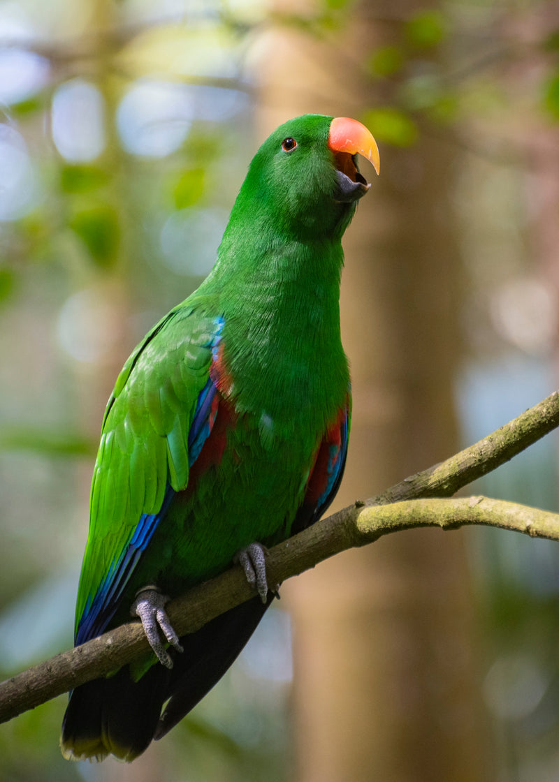 Eclectus Green Parrot (Portrait)