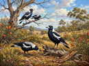 Australian Magpies (Landscape)