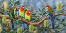 Banksia Friends - Eastern Rosellas (Panorama)