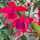 Belle (Square) QPuzzles