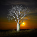 Boab Moonrise (Square) QPuzzles