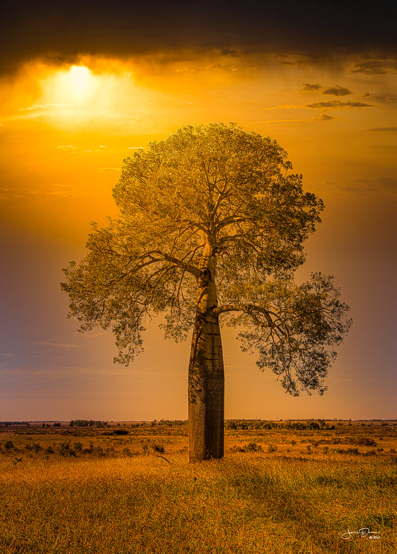 Boab Tree (Portrait)