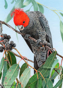 Bounty - Gang-Gang Cockatoo (Portrait)