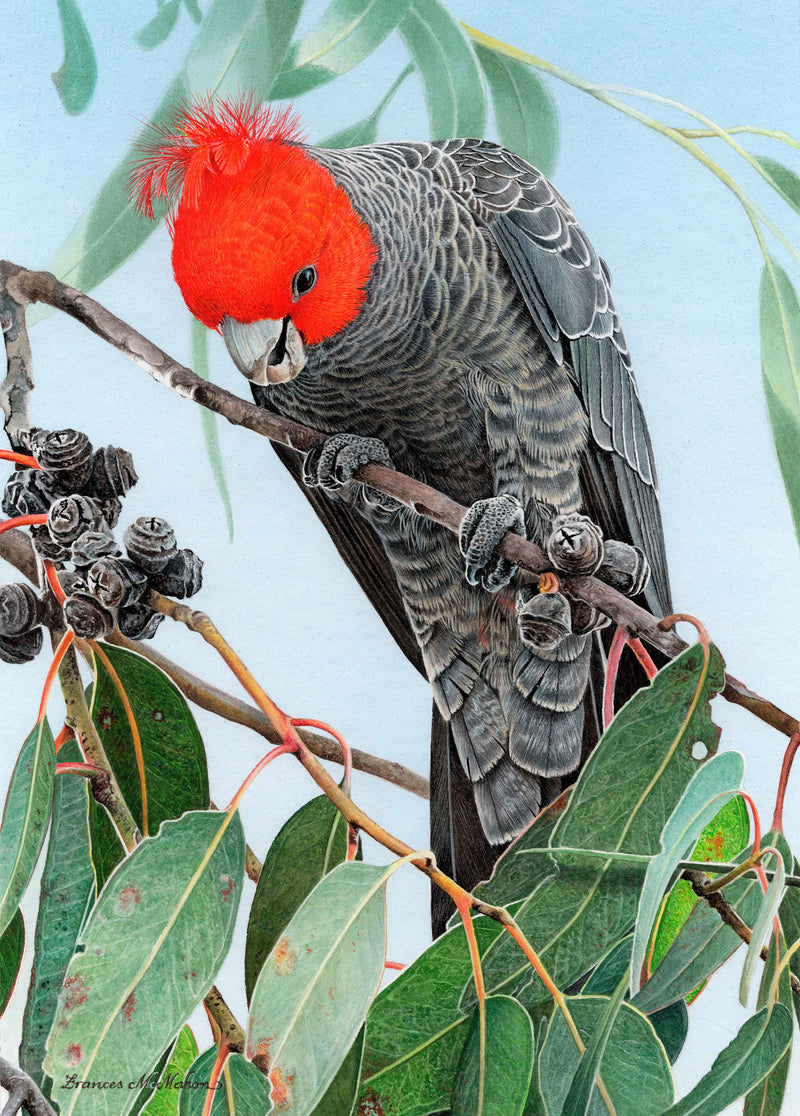 Bounty - Gang-Gang Cockatoo (Portrait)