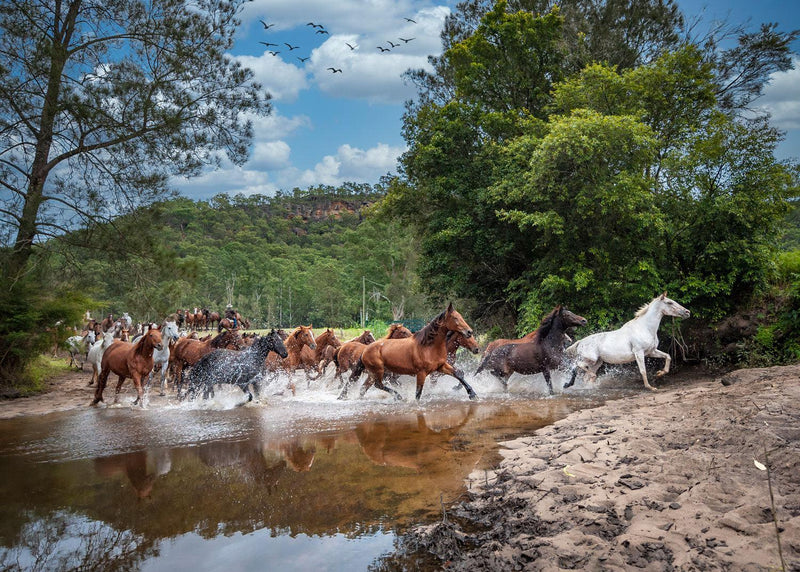 Brumby Crossing (Landscape) Jigsaw Puzzle by Artist Jaime Dormer and Manufactured by QPuzzles in Queensland