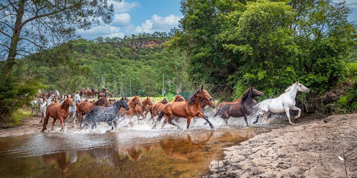 Brumby Crossing (Panorama) Jigsaw Puzzle by Artist Jaime Dormer and Manufactured by QPuzzles in Queensland