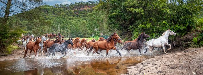 Brumby Crossing (Panorama) Jigsaw Puzzle by Artist Jaime Dormer and Manufactured by QPuzzles in Queensland
