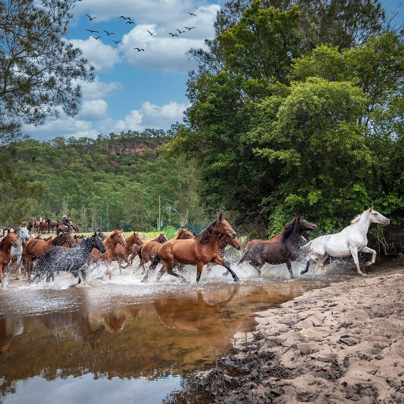 Brumby Crossing (Square) Jigsaw Puzzle by Artist Jaime Dormer and Manufactured by QPuzzles in Queensland
