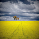 Canola Tree (Square) Jigsaw Puzzle by Artist Bruce Pottinger and Manufactured by QPuzzles in Queensland