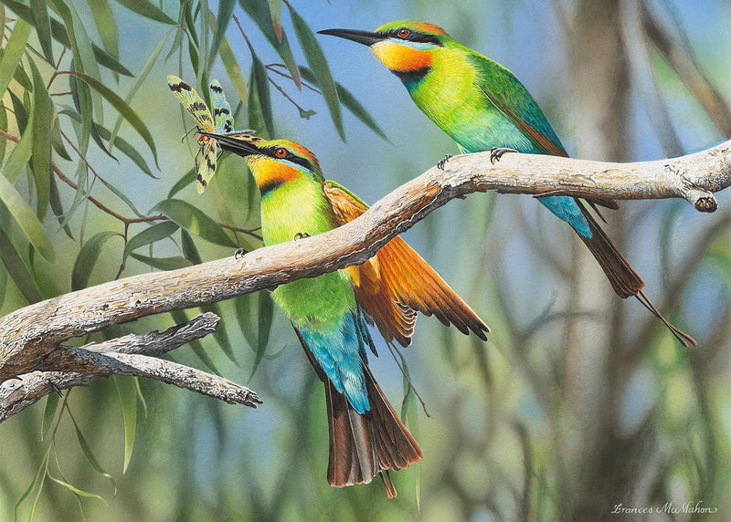 Catch Of The Day - Rainbow Bee-Eaters (Landscape)