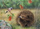 Chance Meeting - Echidna & Finch (Landscape)