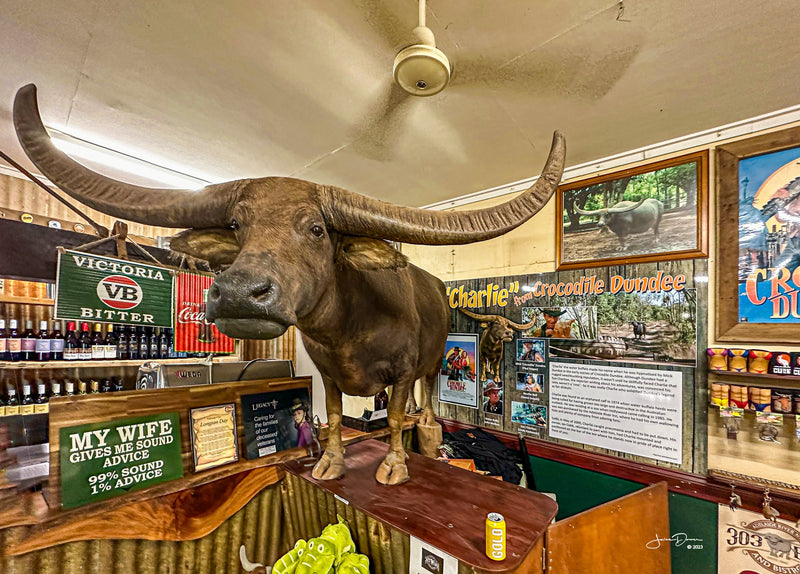 Charlie the Buffalo (Landscape)