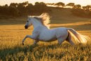 Chasing the Sun