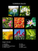 Timeless Florals Coaster Collection