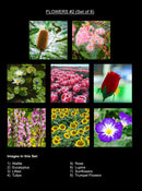 Timeless Florals Coaster Collection