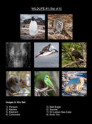Wildlife Majesty Coaster Collection