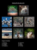 Wildlife Majesty Coaster Collection
