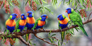 Colourful Chatter – Rainbow Lorikeets (Panorama)