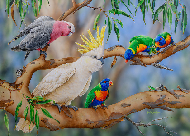 Colourful Crowd - Galahs, Cockatoo, Lorikeets & Frog (Landscape)