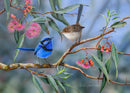 Coral Gum Attraction - Splendid Fairy-wren (Landscape)