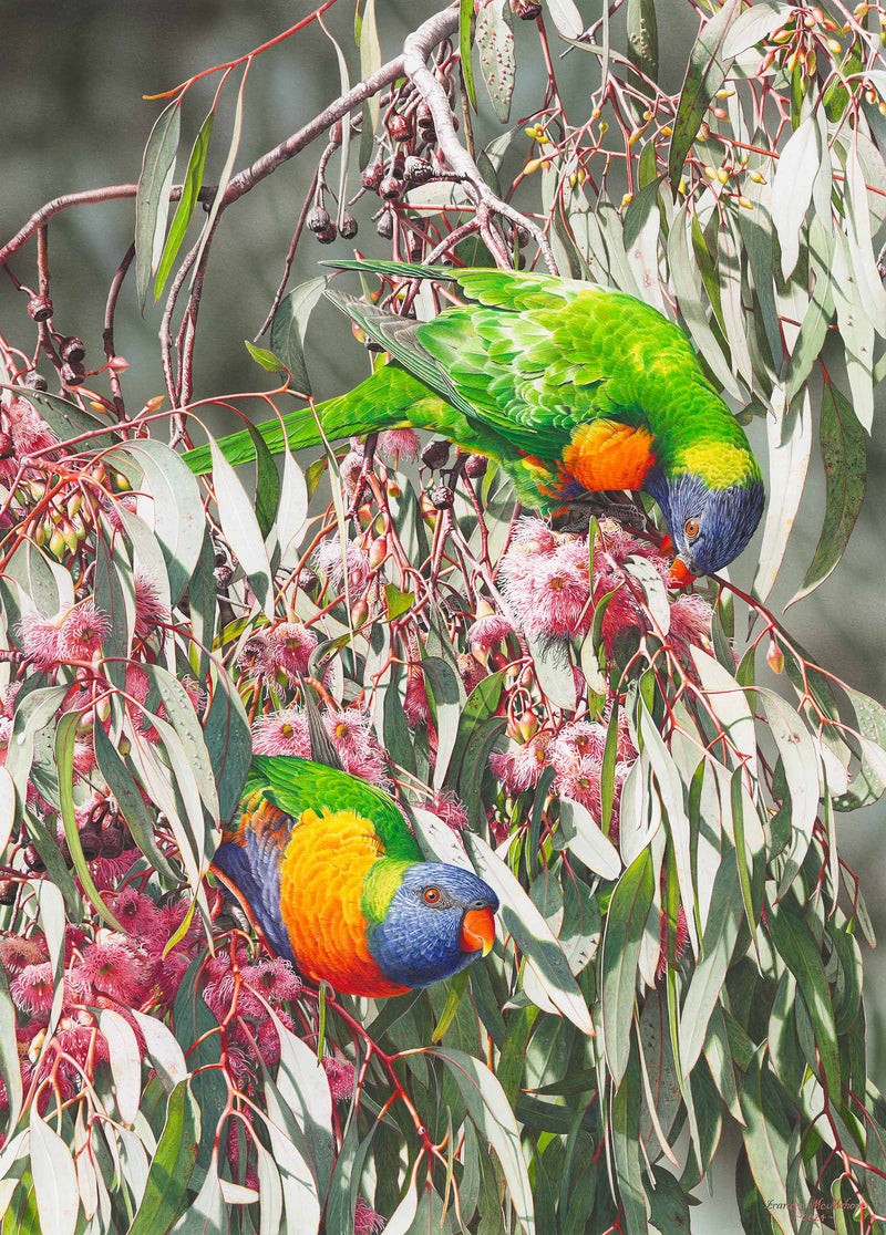 Cornucopia - Rainbow Lorikeets (Portrait)