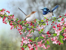 Courtship - Superb Fairy-wrens (Landscape) QPuzzles