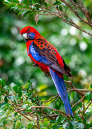 Crimson Rosella (Portrait)