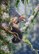 Curious - Possum & Green Tree Frog (Portrait)