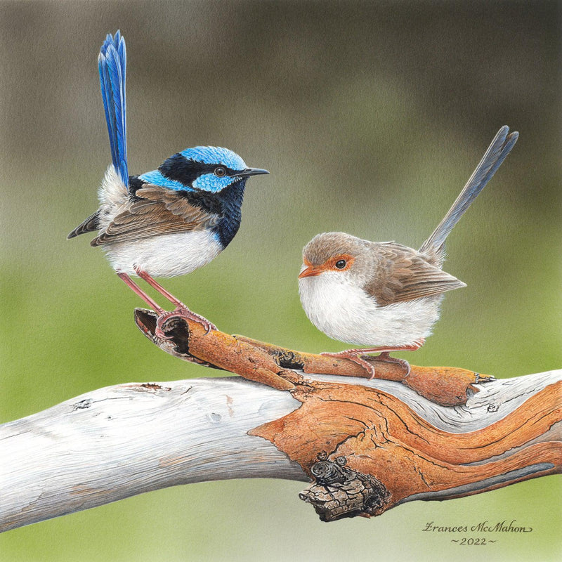 Cuteness Overload - Superb Fairy-Wrens (Square) Jigsaw Puzzle by Artist Frances McMahon and Manufactured by QPuzzles in Queensland