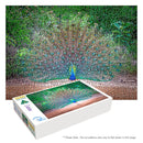 Dancing Peacock (Landscape)