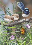 Distractions - Superb Fairy-Wrens (Portrait)