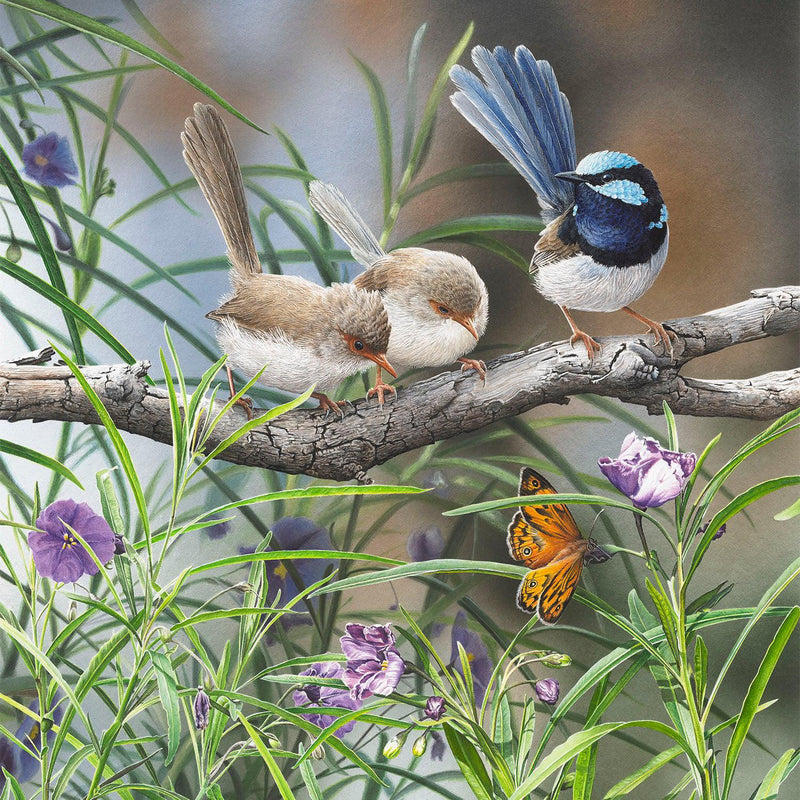 Distractions - Superb Fairy-Wrens (Square)