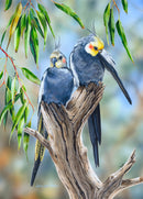 Duo - Cockatiels (Portrait)