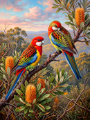 Eastern Rosellas (Portrait)