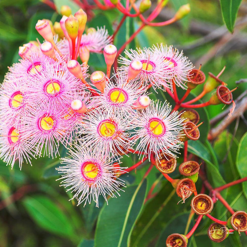 Eucalyptus Bloom (Square) QPuzzles