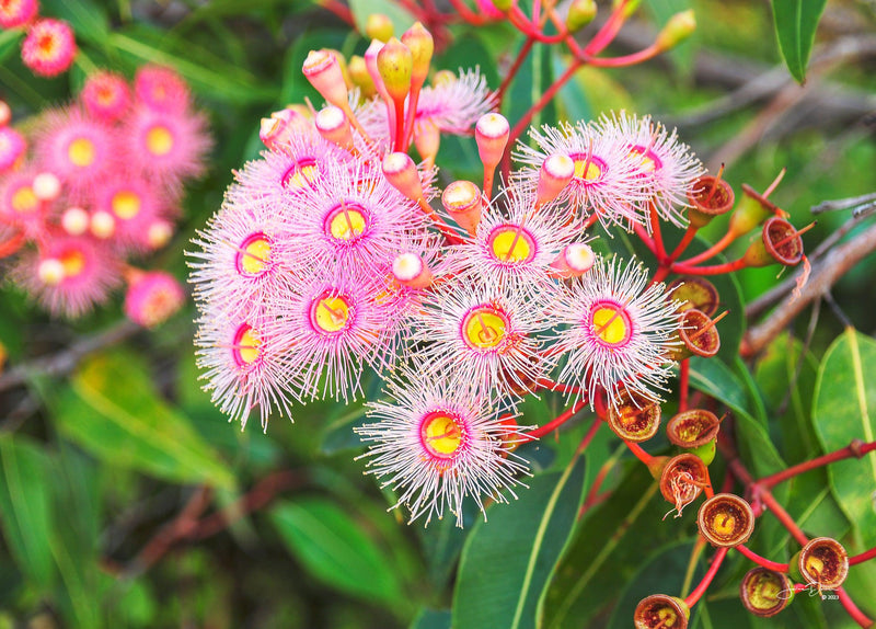 Eucalyptus Bloom (Landscape)