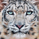 Faces of the Wild Snow Leopard(Square) QPuzzles