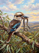 Kookaburra Feeding (Portrait)