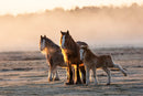 First Light