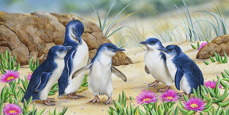 Fishing Stories – Little Penguins (Panorama)