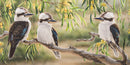 Golden Life – Laughing Kookaburras (Panorama)