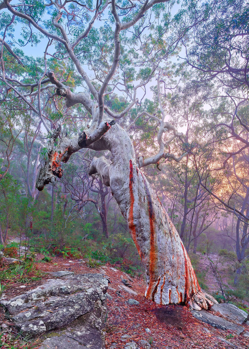 Grandmother Tree (Portrait)